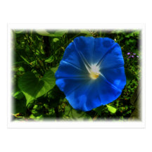 Morning Glory Bathing in Sunlight - Postcard