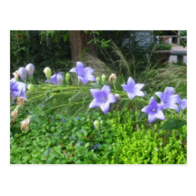 Morning Glory Flowers Postcard