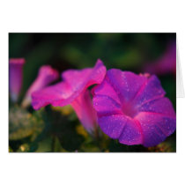 Morning Glory Friendship Card cards