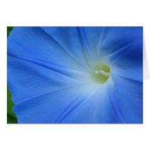 Morning glory greeting card
