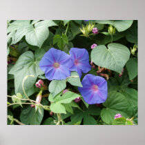 Morning Glory Photo Posters