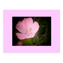 Morning Glory Pink Effect Postcard