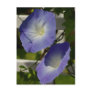 Morning Glory Post Card