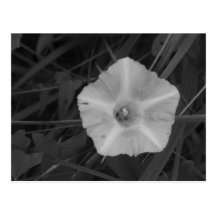 Morning Glory Post Cards