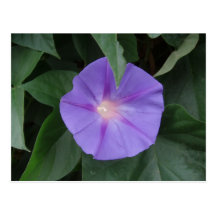 Morning Glory Post Cards