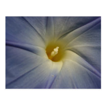 Morning Glory Post Cards