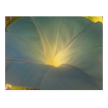 Morning Glory Post Cards