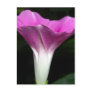 Morning Glory Postcard
