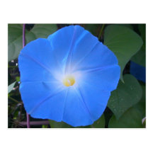 Morning Glory Postcard