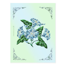 Morning Glory Postcard