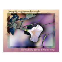 Morning Glory postcard