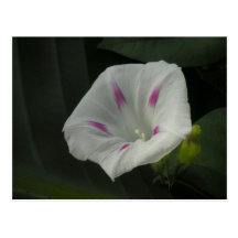Morning Glory Postcard