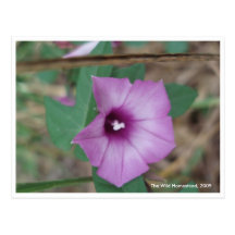 Morning Glory Postcard