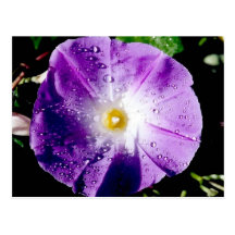 Morning Glory - postcard
