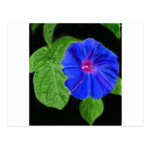 Morning Glory Postcards