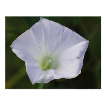 Morning Glory Postcards