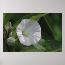 Morning Glory Posters