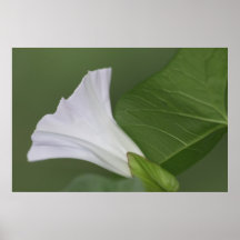 Morning Glory Posters
