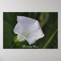 Morning Glory Print