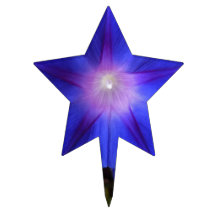 Morning-Glory Star Flower