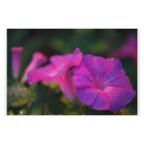 Morning glory custom stationery