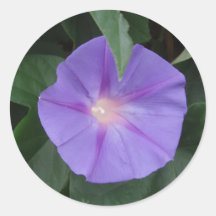 Morning Glory Sticker