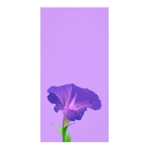 morning_glory_Vector_Clipart flowers Photo Cards