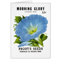 Morning Glory Vintage Seed Packet Greeting Cards