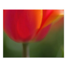 Morning Glow. Photographic Print