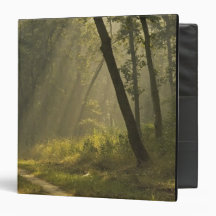 Morning light beams through trees in jungle binder