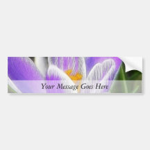 Morning Light On The Crocuses Bumper Sticker