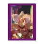 Morning Orchid Postcards