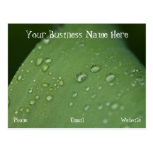 Morning Rain; Promotional Post Cards