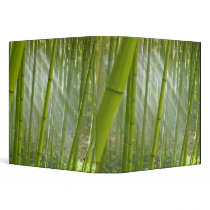 Morning sunlight filtering through bamboo