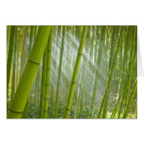 Morning sunlight filtering through bamboo