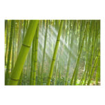 Morning sunlight filtering through bamboo