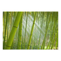 Morning sunlight filtering through bamboo photograph