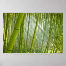 Morning sunlight filtering through bamboo
