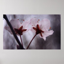 Morning Under the Cherry Trees Print