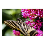 Nature Posters