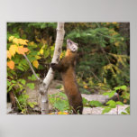 Morning Visitor - The Pine Marten Poster