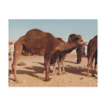 Moroccan Camel Postcard