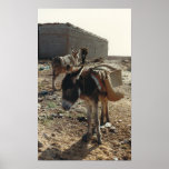 Moroccan Mule Poster posters