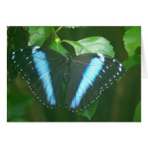 Morpho Butterfly Cards