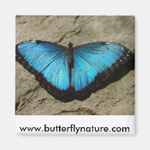 morpho refrigerator magnets