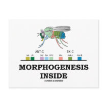 Morphogenesis Inside (Fruit Fly Drosophila Genes)