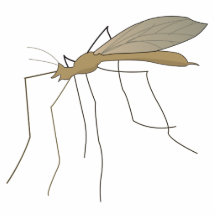 mosquito crane fly photo cut out