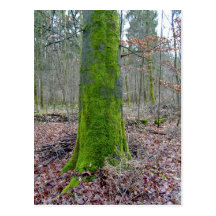 Moss on a Tree Trunk Postcards