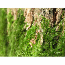 Moss On The Tree Bark Cut Outs