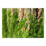 Moss On The Tree Bark Greeting Card